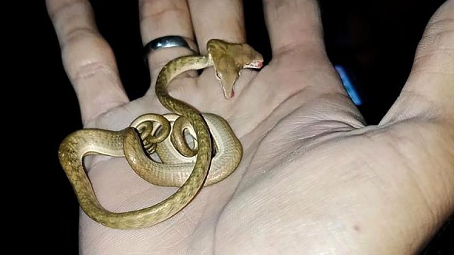 Endonezya ve ABD'de nadir görülen 