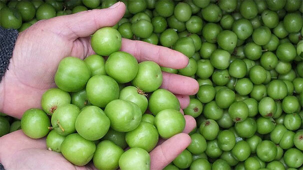 Eriğin kilosu 500 TL'den 200 TL'ye düştü