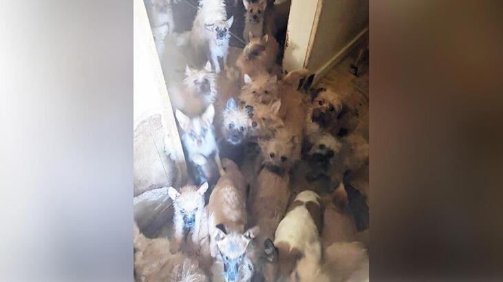 Evden çıkan kiracı arkasında 85 köpek ve 9 kedi bıraktı