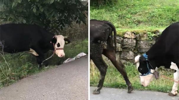 Eziyet! Görenler adeta isyan etti