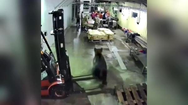 Fabrikaya giren ayı işçileri korkuttu