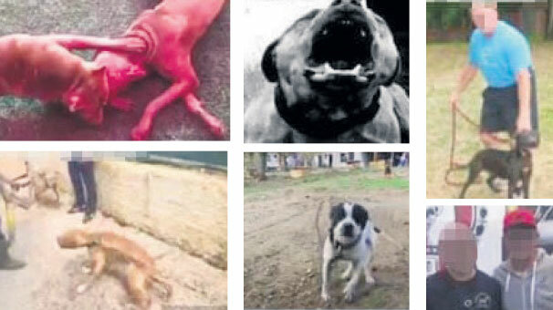 Facebook'a tepki! ‘Köpek dövüşüne izin veriyor’
