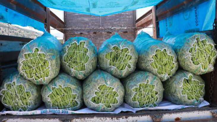 Fasulye üreticisi fiyattan umutlu