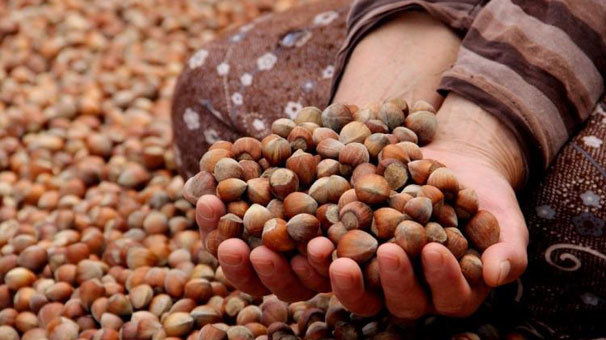 Fındık alımları 1 Kasım'da başlıyor