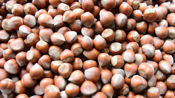 Fındıkta 440 genotip tespit edildi