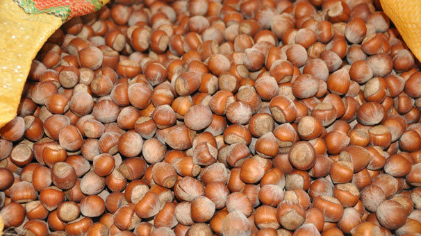 Fındıkta iyi tarım uygulamaları kazandırıyor