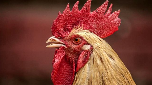 Fransa'da horozun kafasını dişleriyle koparan adam hakkında dava açılıyor