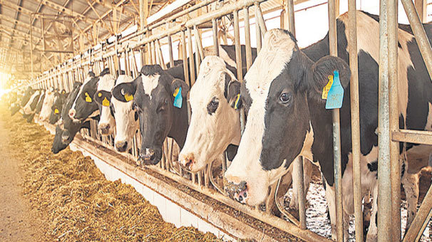 GAP, DAP, DOKAP ve KOP’a hayvancılık desteği