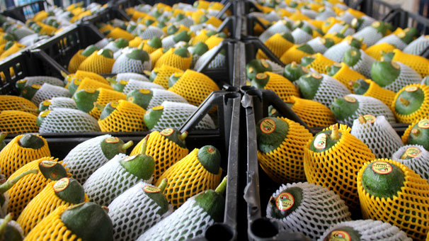 Gazipaşa'dan avokado ihracatı başladı