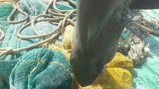 Gören hemen fotoğrafını çekti! 6 metre uzunluğunda...