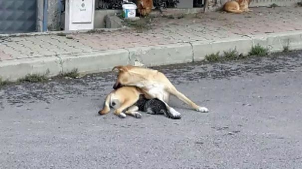 Gören şaşkına döndü! Durup dakikalarca izlediler...