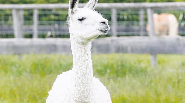 Gribe kökten çözüm: Lama