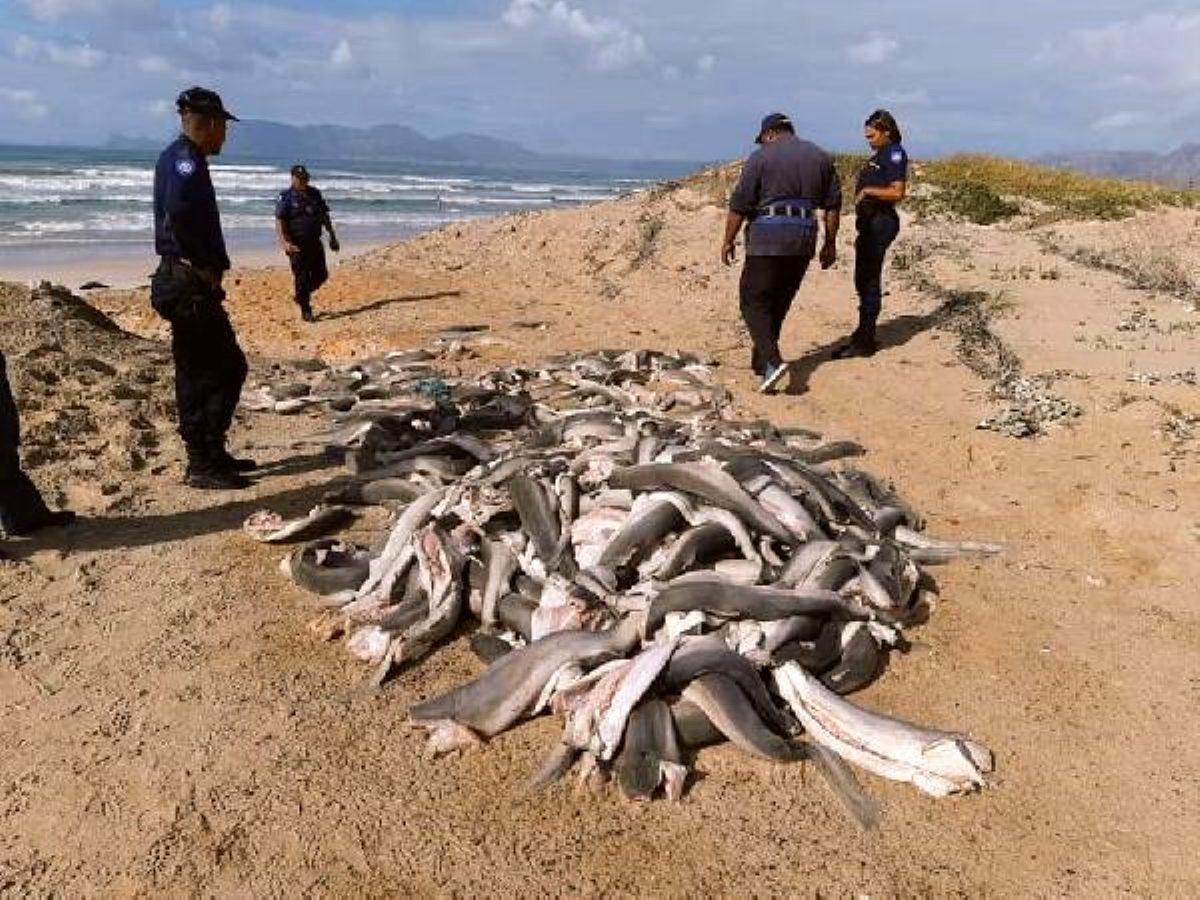 Güney Afrika'da başları kesilmiş onlarca yavru köpek balığı bulundu