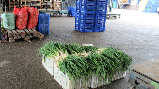 Halden çıkışı 15 liraya kadar alıcı bulan yeşil soğan yok satıyor