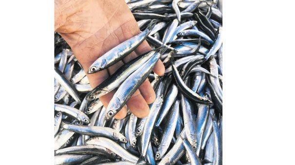 Hamsinin kilosu 7 lira oldu