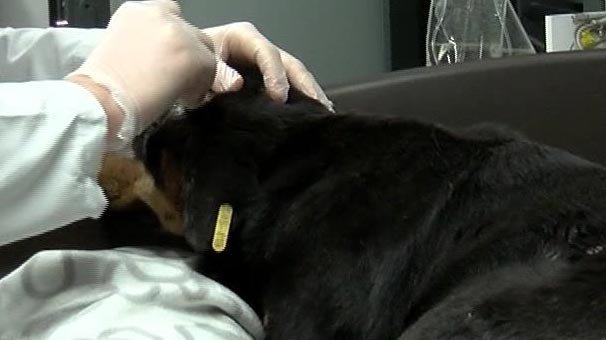 Havlama sesinden rahatsız olduğu köpeği başından vurdu