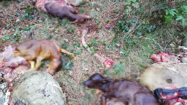 Hayvan hırsızlarından vahşet! 15 15 hamile ineğin kesip...