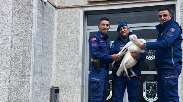 Hayvanat bahçesinden kaçan pelikan jandarma ekipleri tarafından yakalandı