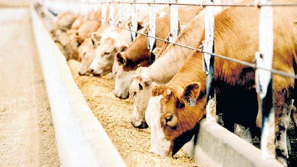 Hayvancılığa 37 milyon  liralık hibe