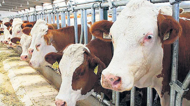 Hayvancılıkta 41 ile hibe desteği