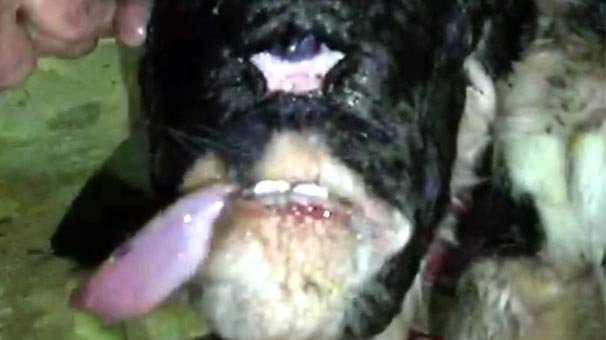 Herkes şoke oldu! Manisa'da tek gözlü, burunsuz ve çenesiz...