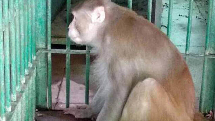 Hindistan'da bir kişiyi öldüren, 250 kişiyi yaralayan maymuna müebbet