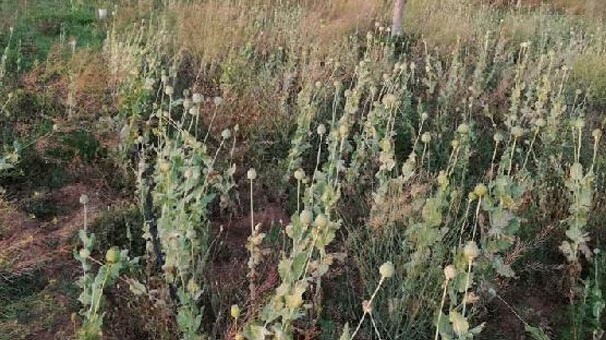 İhbar üzerine harekete geçildi! Jandarma ekiplerini şoke eden manzara