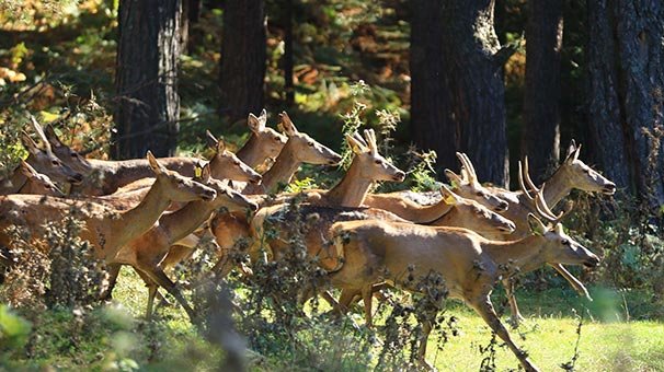 İki geyikle kuruldu çok sayıda kızıl geyiği doğaya kazandırdı
