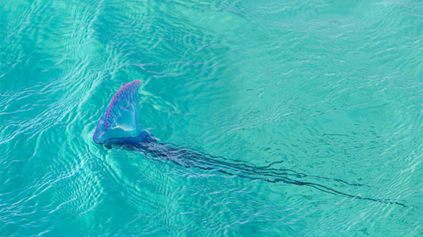 İki plaj kapatıldı: Avustralya'da bir haftada 13 bin kişiyi denizanaları soktu