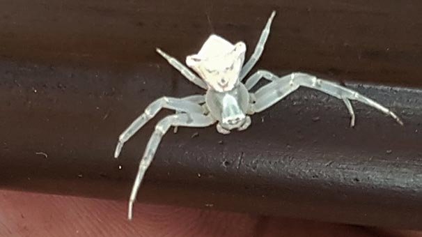 İnsan yüzlü örümcek hayrete düşürdü