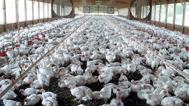 İran'da tavuk ve yumurta üretimi durma noktasında