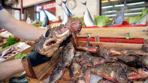 İskorpit balık tezgahlarını süsledi