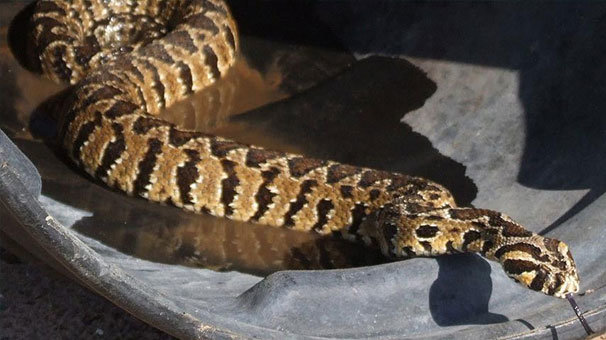 İsrail şimdi de Filistin'in yılanını 'çaldı'