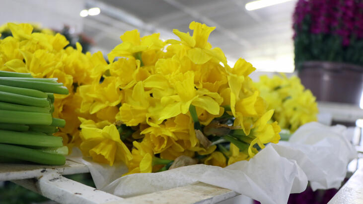İzmir nergisi için coğrafi işaret çalışması yapılacak