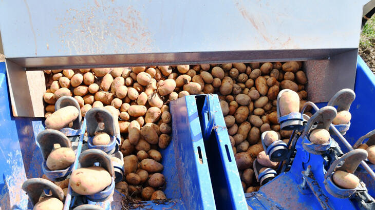 İzmir'in Ödemiş ilçesinde TMO'nun patates alımları sürüyor