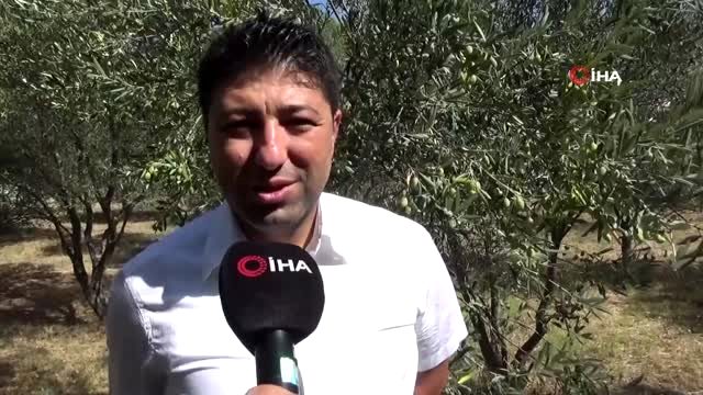 Kaliteli zeytinyağının yeni trendi 