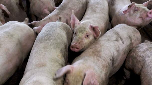 Kan donduran iddia! İnfaz ettikleri kişilerin cesedini domuzlara yedirdiler