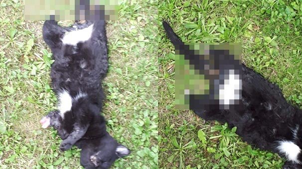 Kan donduran olay! Böyle canilik görülmedi...