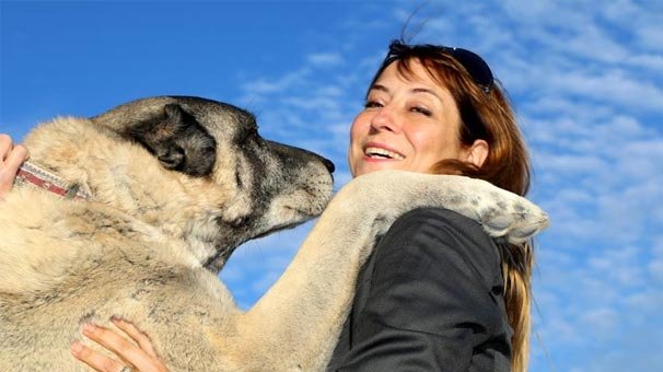 Kangal köpeklerine hayran kaldılar