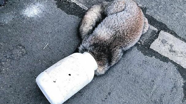 Kapıyı çalarak kurtuldu