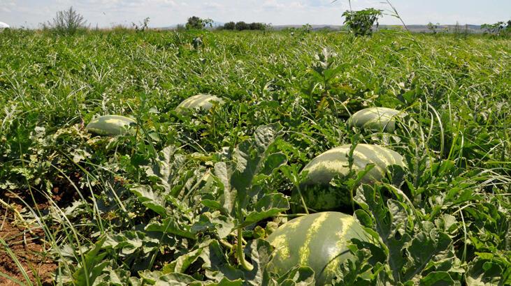 Karacabey Ovası'nda karpuz ve kavun hasadı bu hafta başlayacak