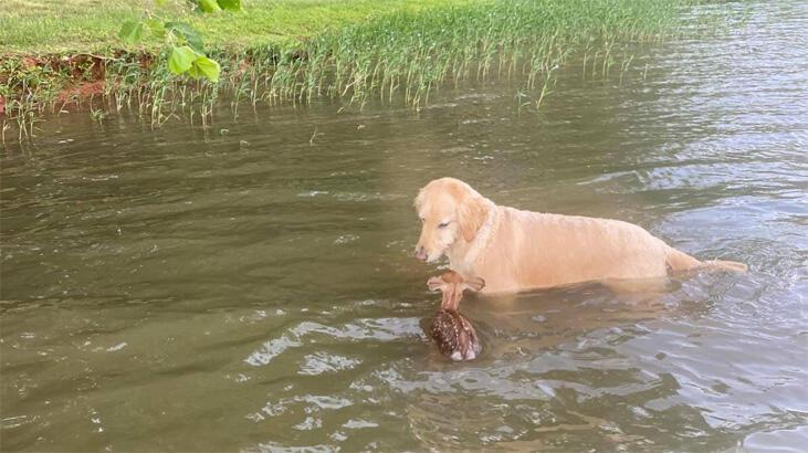 Karacanın yardımına koşan köpek viral oldu
