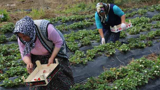 Karadeniz'de çilek hasadına başlandı
