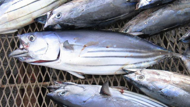 Karadeniz'de fırtına çıktı, palamut fiyatı yükseldi