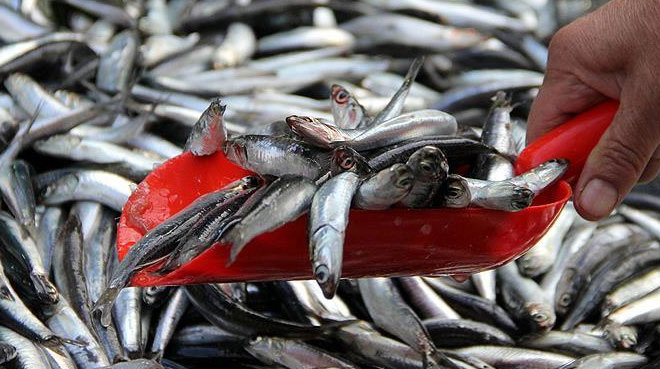 Karadeniz'de hamsinin kilogramı 5 liraya düştü