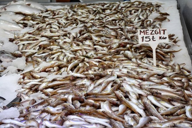 Karadeniz'de mezgit bolluğu