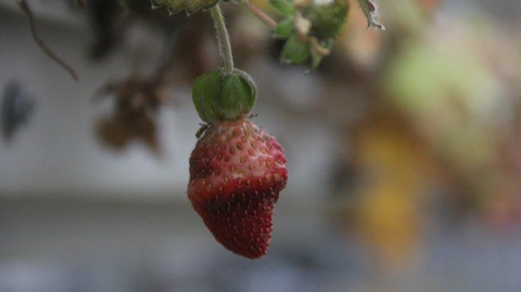 Karadeniz'de topraksız yetiştirilen çileğin hasadı başladı