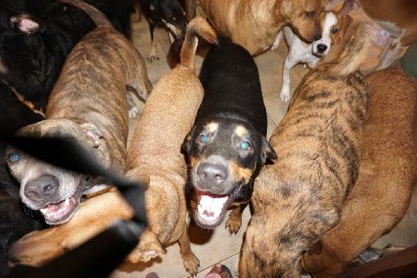 Kasırgadan korumak için 97 köpeğe evini açtı