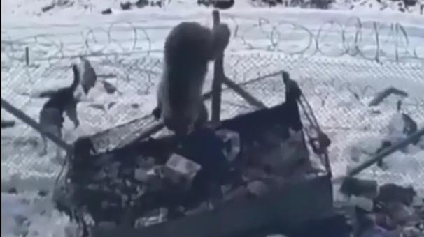 Kato Dağı'nda aç kalan ayı, askeri üs bölgesine girdi