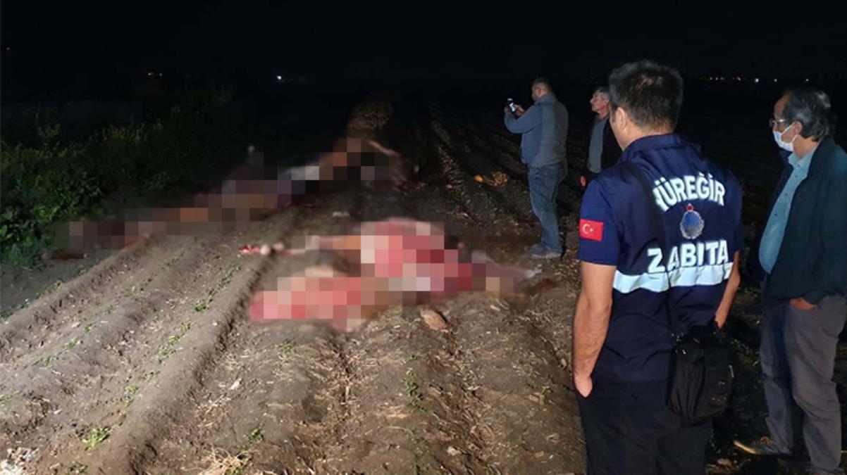 Kayıp at tartışmaları gündemdeyken, Adana'da tarla kenarında başları kesilmiş 3 hayvan bulundu